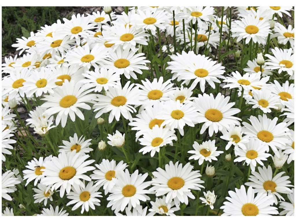 Margaréta veľkoúborová (Leucanthemum) ´SNOW LADY